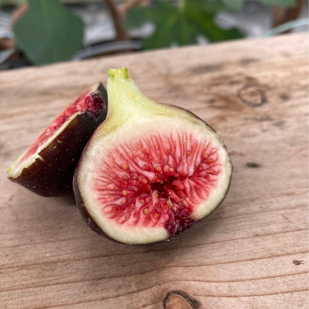 ブラックマデイラ KK (Black Madeira KK) 穂木 イチジク - メルカリ