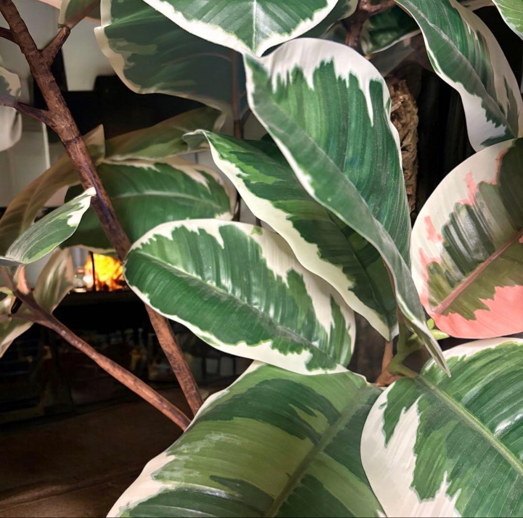 光触媒　人工観葉植物　ウォールグリーン　フェイクグリーン　斑入りゴムの木1808