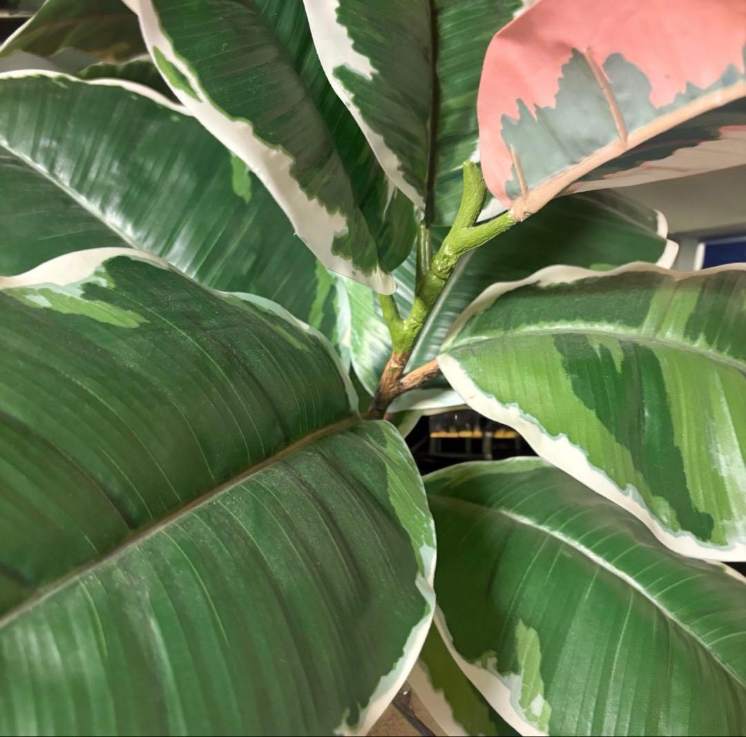光触媒　人工観葉植物　ウォールグリーン　フェイクグリーン　斑入りゴムの木1808