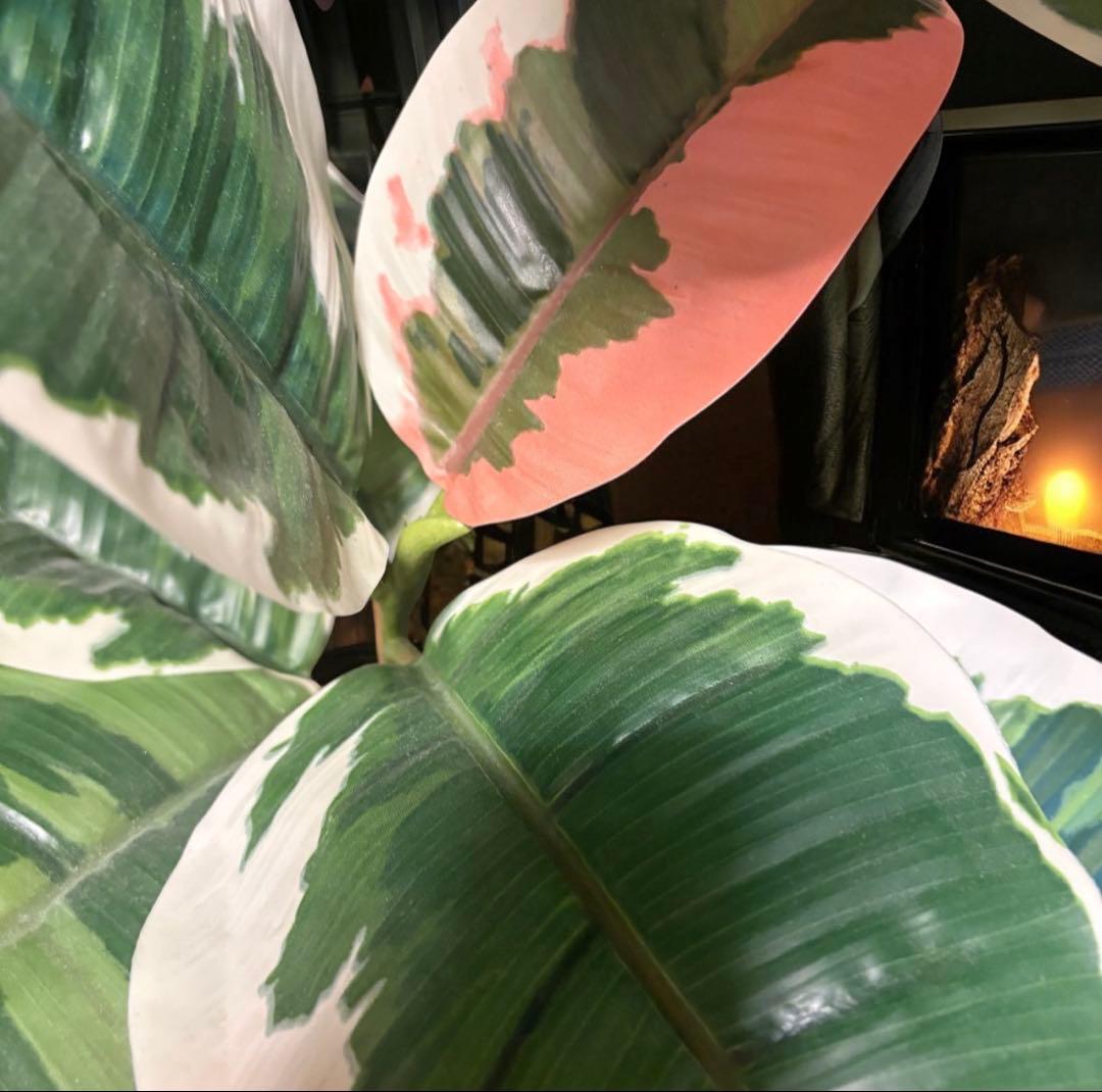 光触媒　人工観葉植物　ウォールグリーン　フェイクグリーン　斑入りゴムの木1808