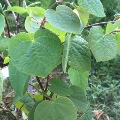 《現品》丸葉の木（マルバノキ）株立ち　樹高1.6ｍ（根鉢含まず）94【紅万作】