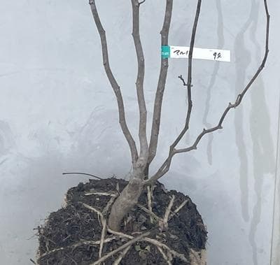 《現品》丸葉の木（マルバノキ）株立ち　樹高1.6ｍ（根鉢含まず）94【紅万作】