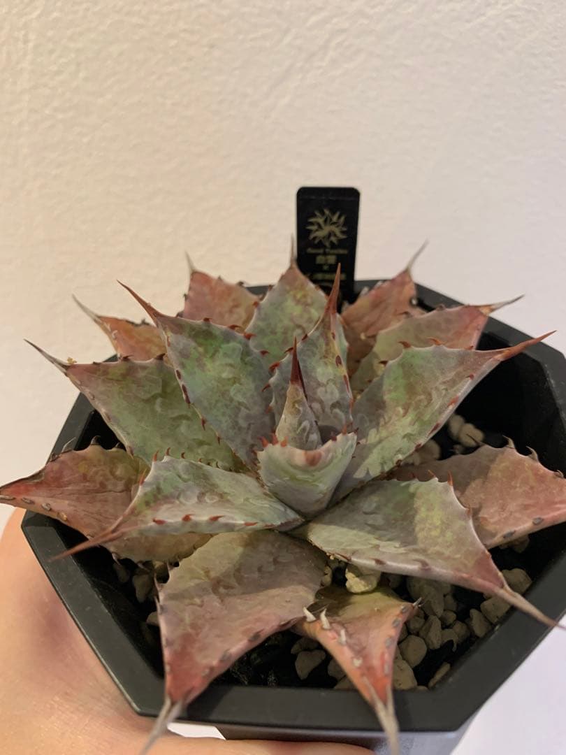 【goodtaniku】血雷×CJ厚葉雷神　鉢ごと発送