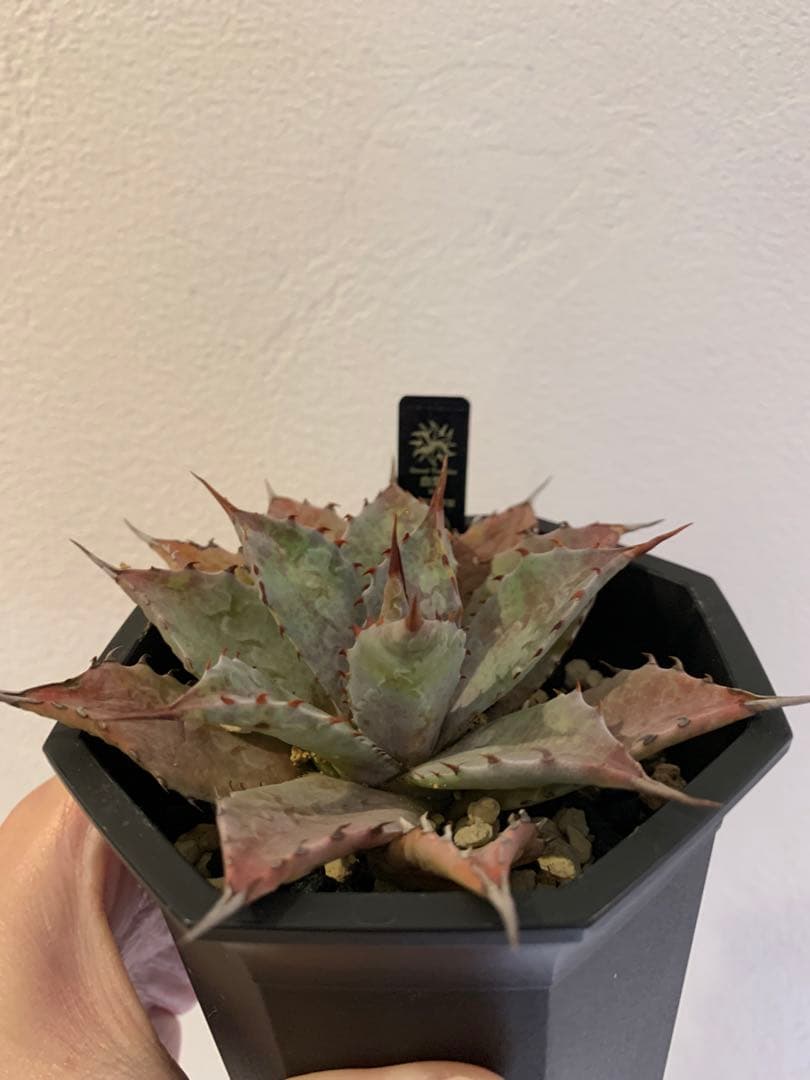 【goodtaniku】血雷×CJ厚葉雷神　鉢ごと発送