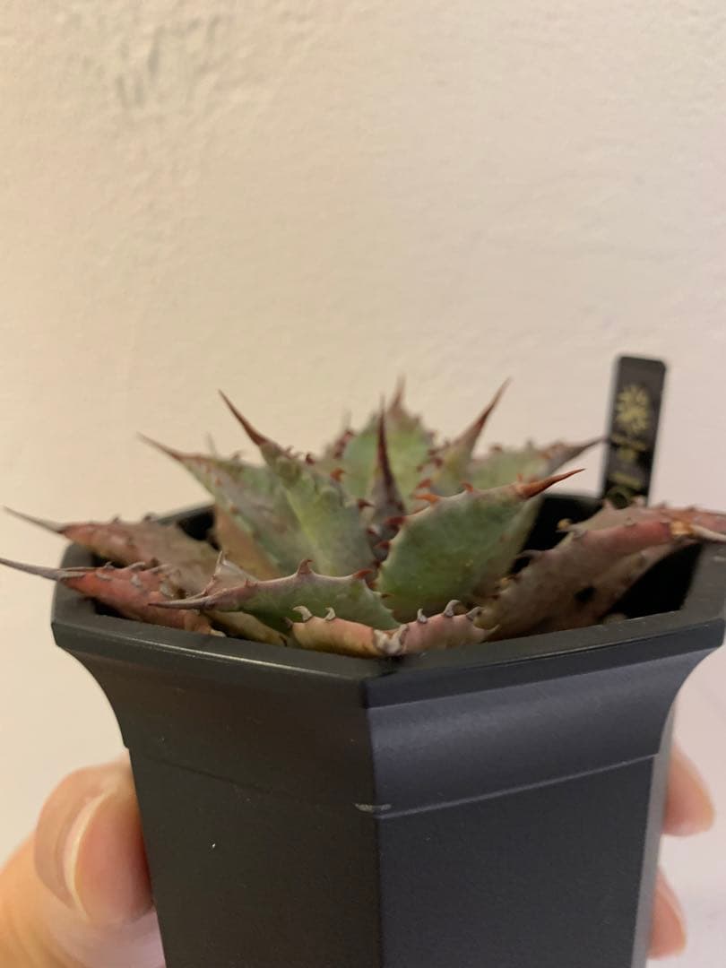 【goodtaniku】血雷×CJ厚葉雷神　鉢ごと発送