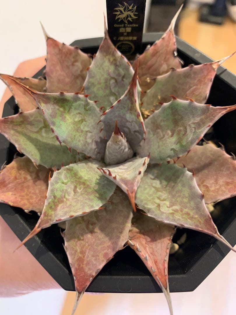 【goodtaniku】血雷×CJ厚葉雷神　鉢ごと発送