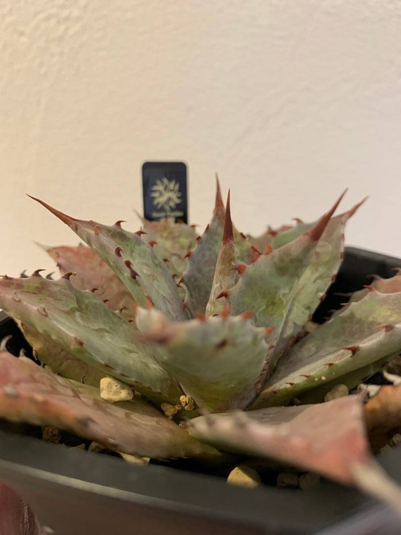 【goodtaniku】血雷×CJ厚葉雷神　鉢ごと発送