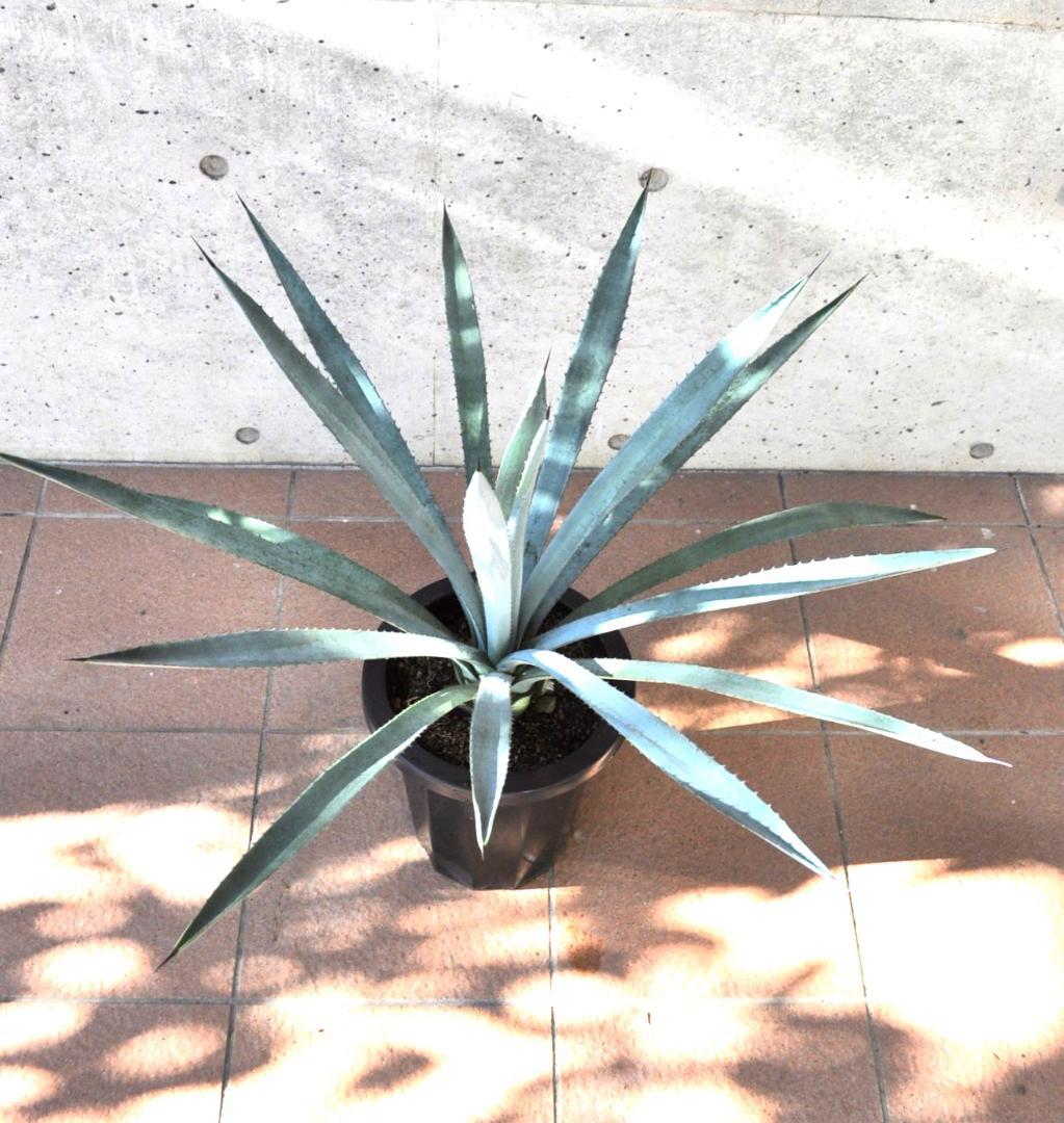 アガベ テキラーナ 8号 70cm