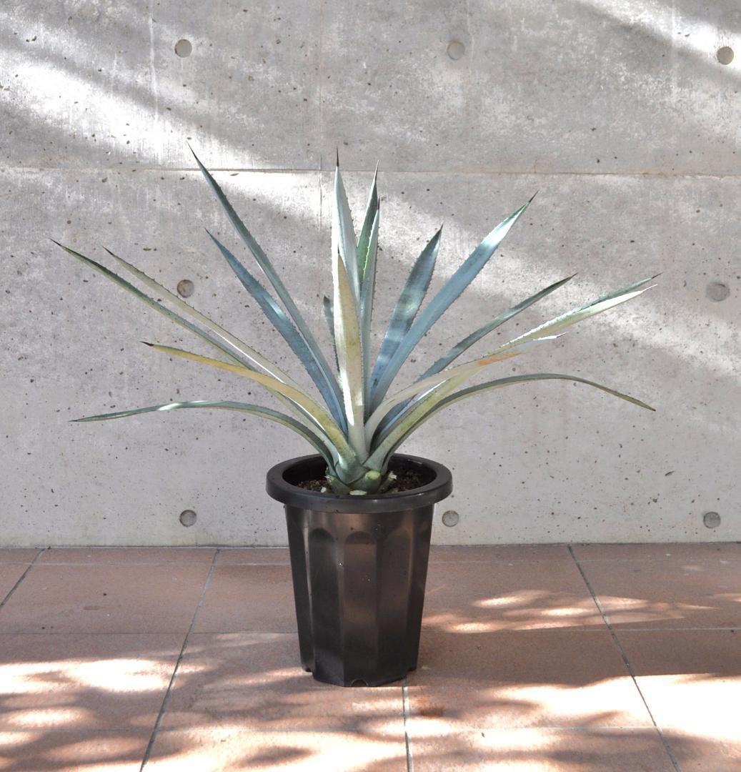 アガベ テキラーナ 8号 70cm