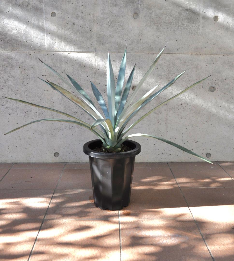 アガベ テキラーナ 8号 70cm