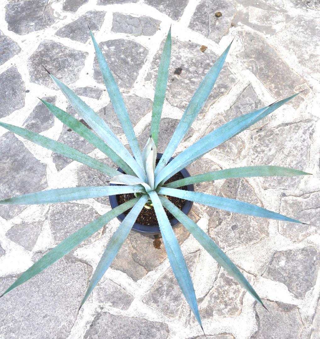 アガベ テキラーナ 8号 70cm