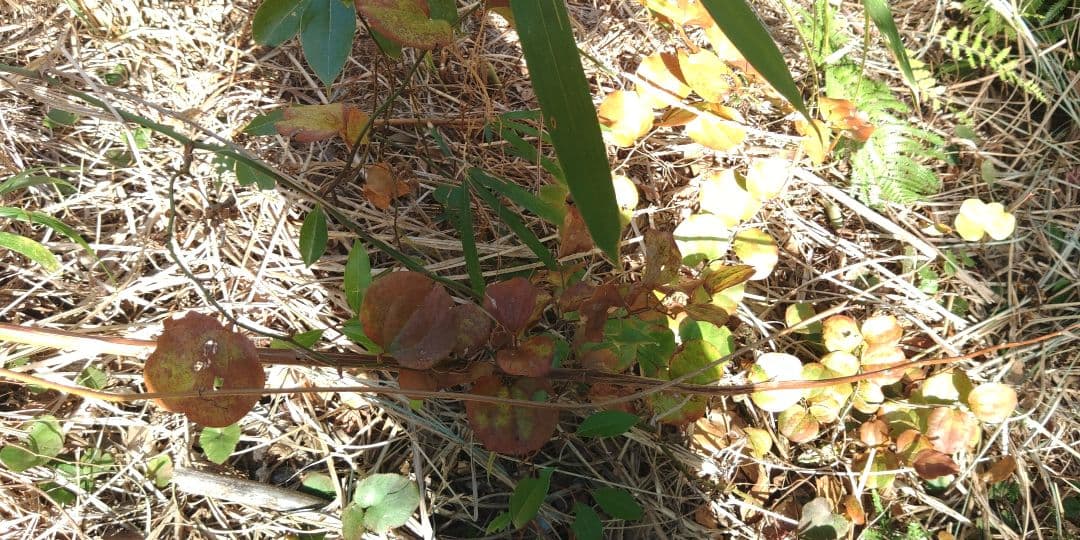 サンキライ　確認用