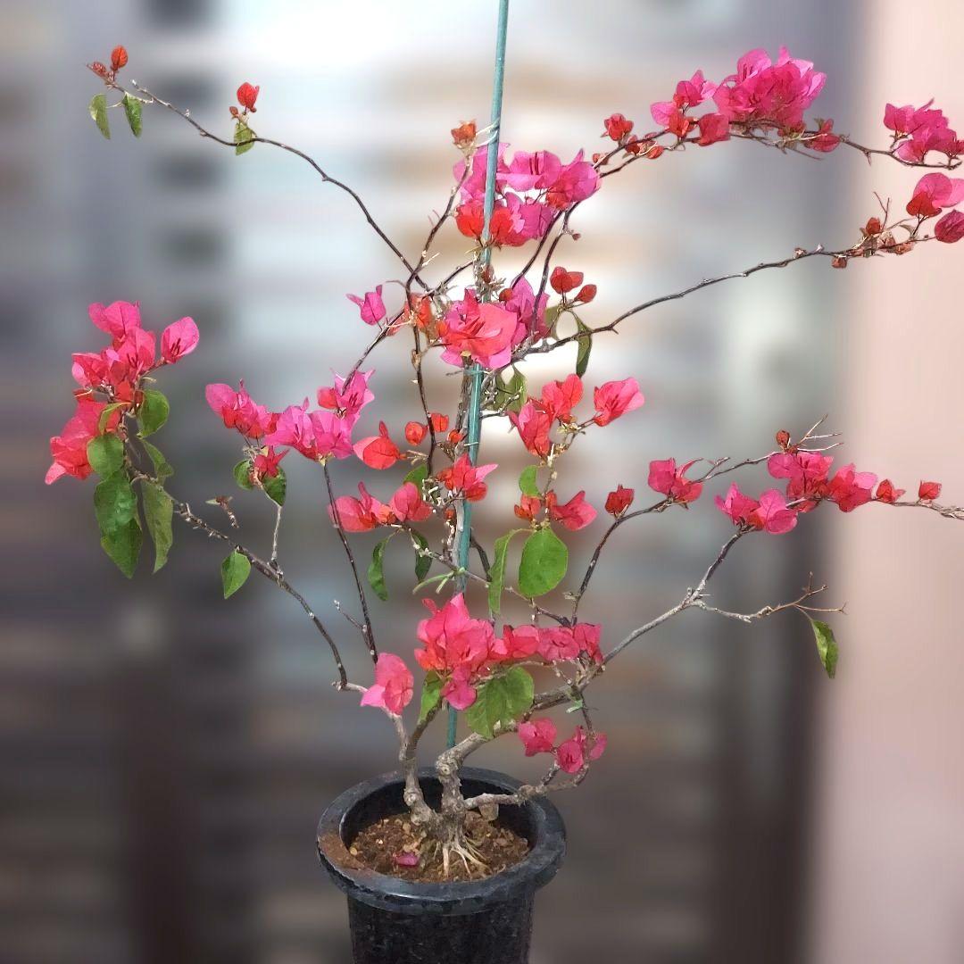 ブーゲンビリア ピンク No80 らくらくメルカリ便発送‼️