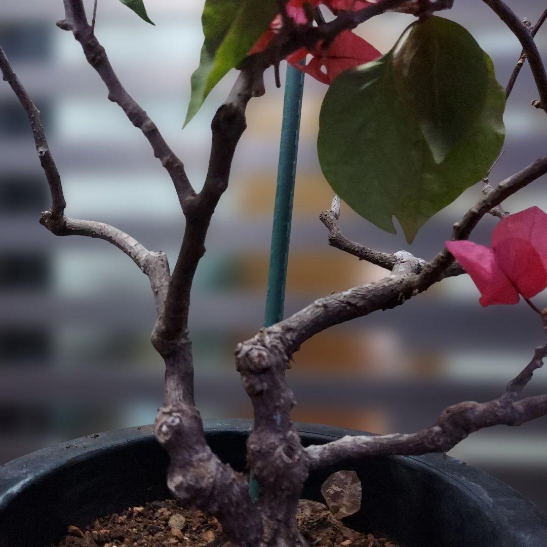 ブーゲンビリア ピンク No80 らくらくメルカリ便発送‼️