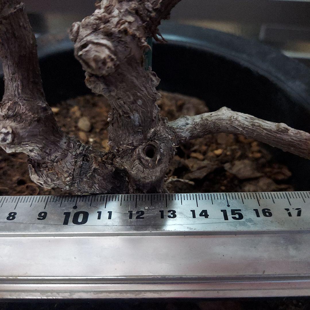 ブーゲンビリア ピンク No80 らくらくメルカリ便発送‼️