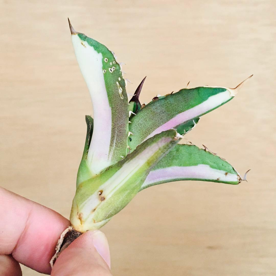 5-7 白火焔錦 TC株 中斑 アガベ チタノタ ホワイトファイヤー錦