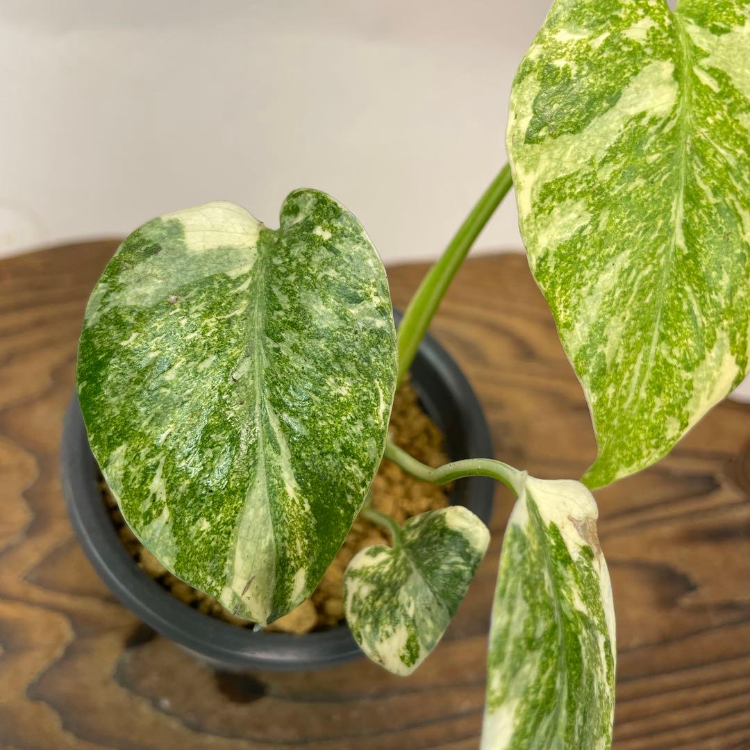 s*s様 L039モンステラ　デリシオーサ　レガシー　斑入り