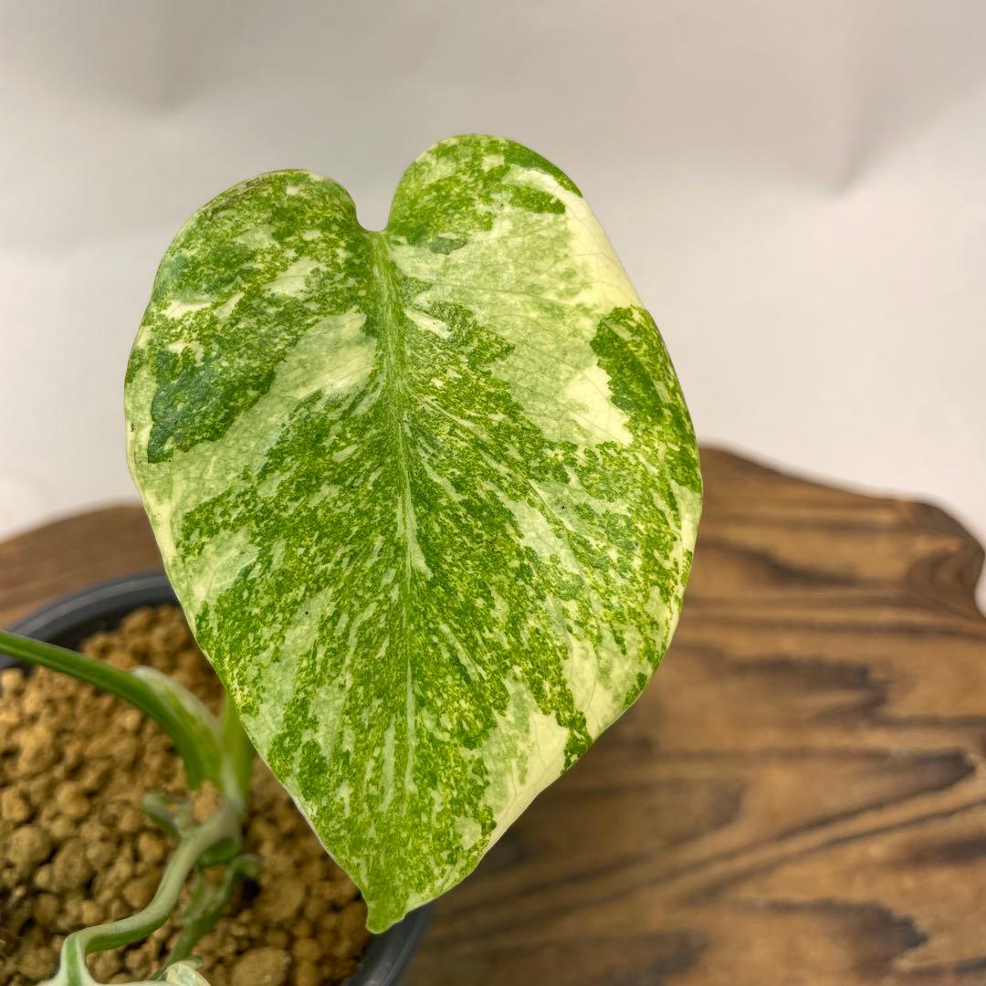 s*s様 L039モンステラ　デリシオーサ　レガシー　斑入り