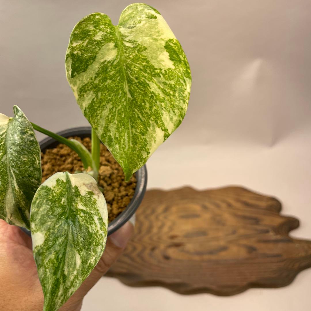 s*s様 L039モンステラ　デリシオーサ　レガシー　斑入り