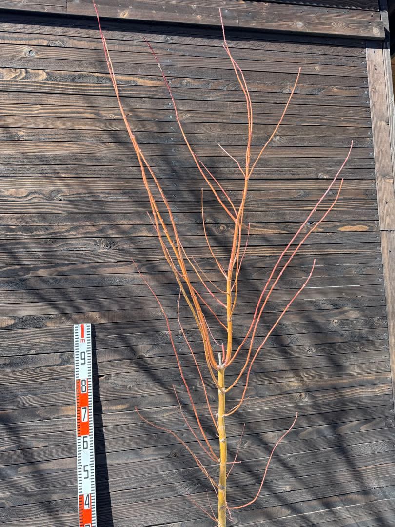 《桂紅葉》カツラモミジ/大株【現品発送】管理80047