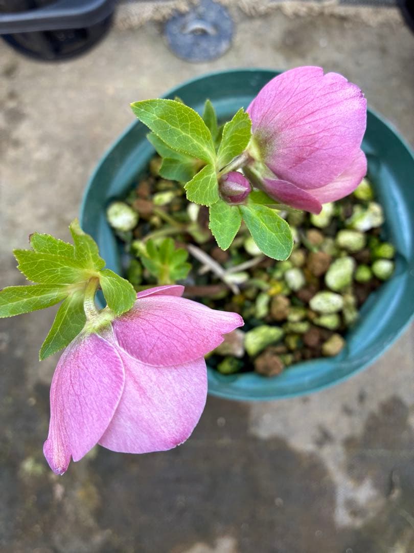 専用です⭐︎ 5日まで　クリスマスローズ　ピンクセミダブル　5寸