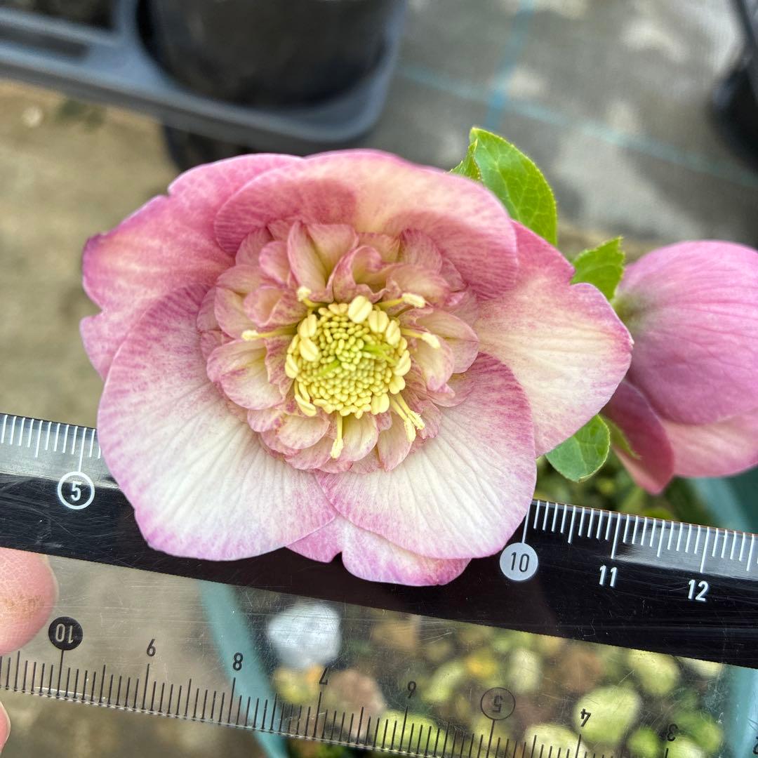 専用です⭐︎ 5日まで　クリスマスローズ　ピンクセミダブル　5寸