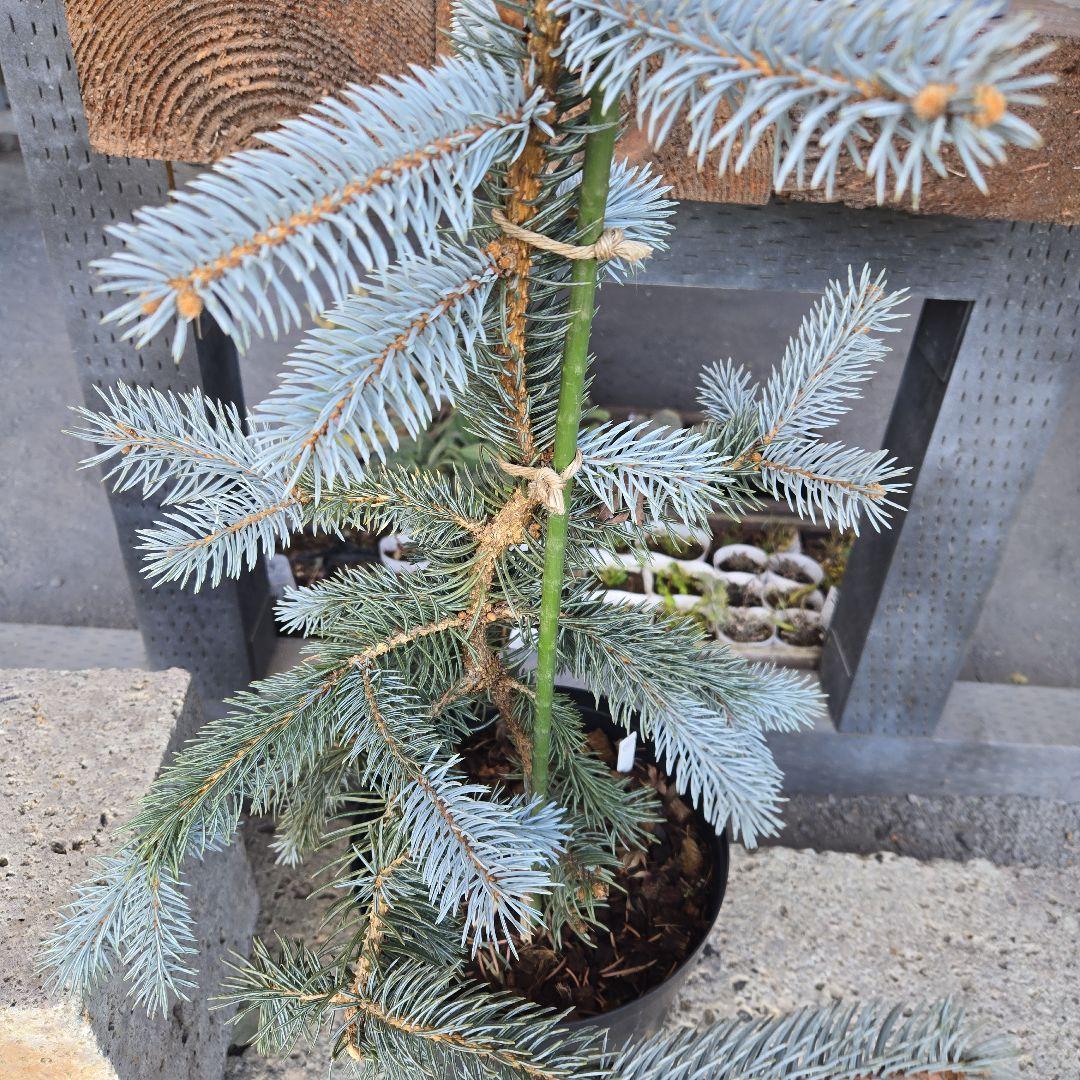 ④　プンゲンストウヒ　ホプシー　8号　最高等級極上品‼️