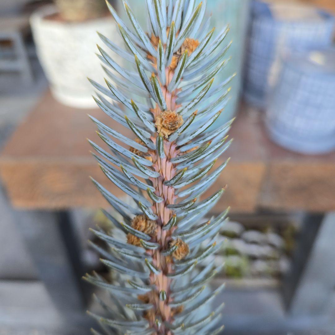 ④　プンゲンストウヒ　ホプシー　8号　最高等級極上品‼️