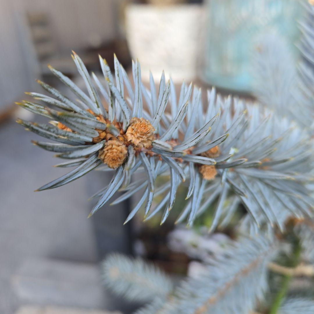 ④　プンゲンストウヒ　ホプシー　8号　最高等級極上品‼️