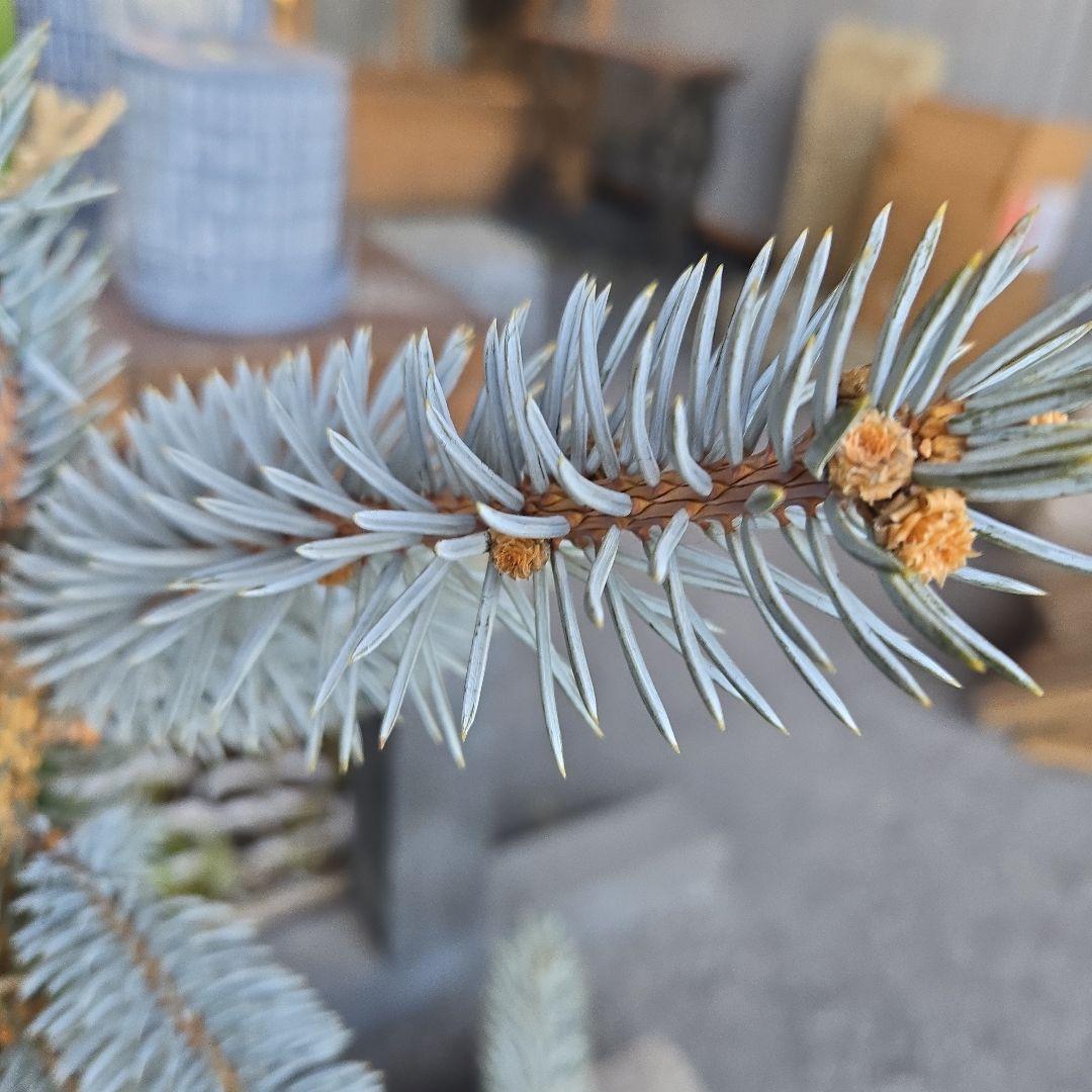 ④　プンゲンストウヒ　ホプシー　8号　最高等級極上品‼️