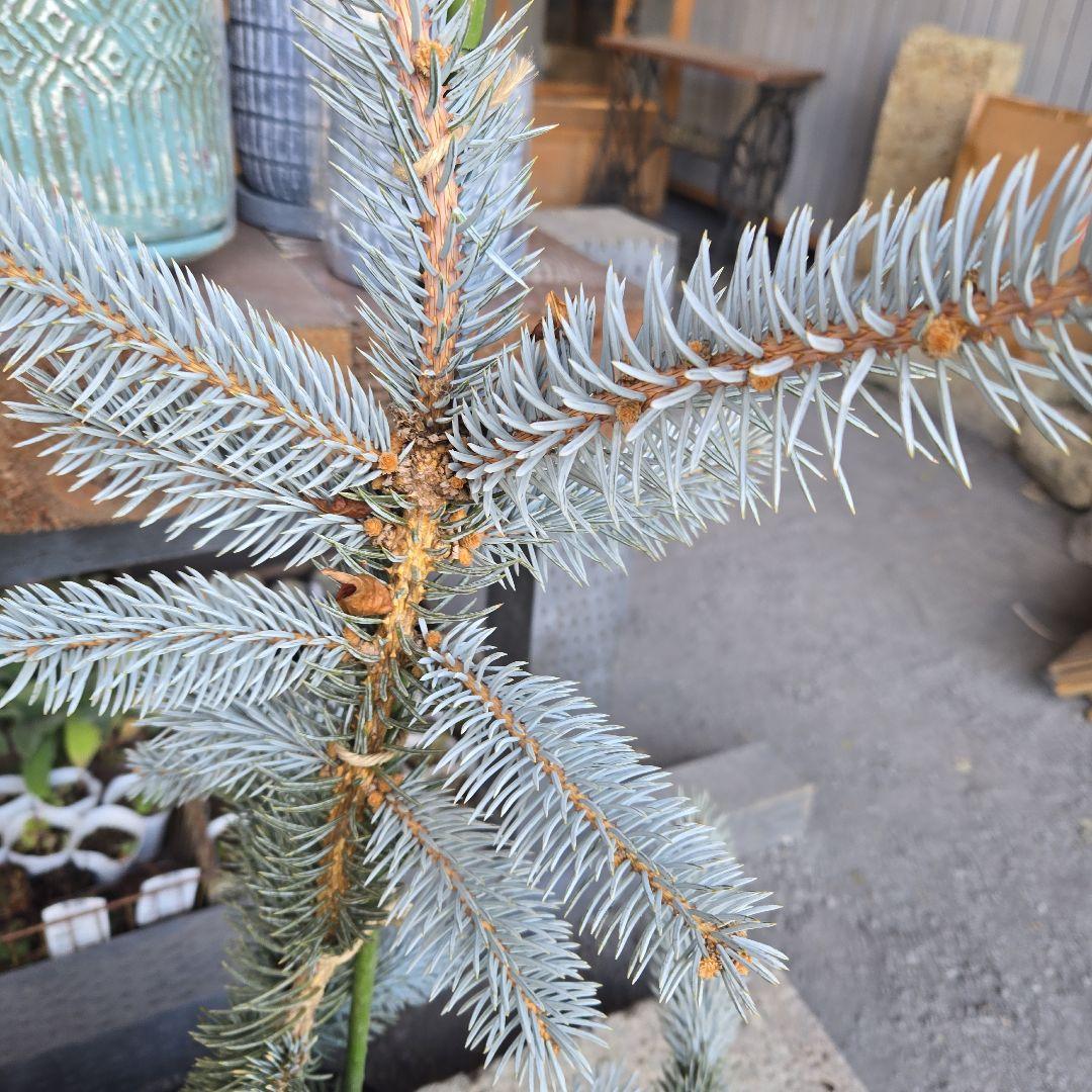 ④　プンゲンストウヒ　ホプシー　8号　最高等級極上品‼️