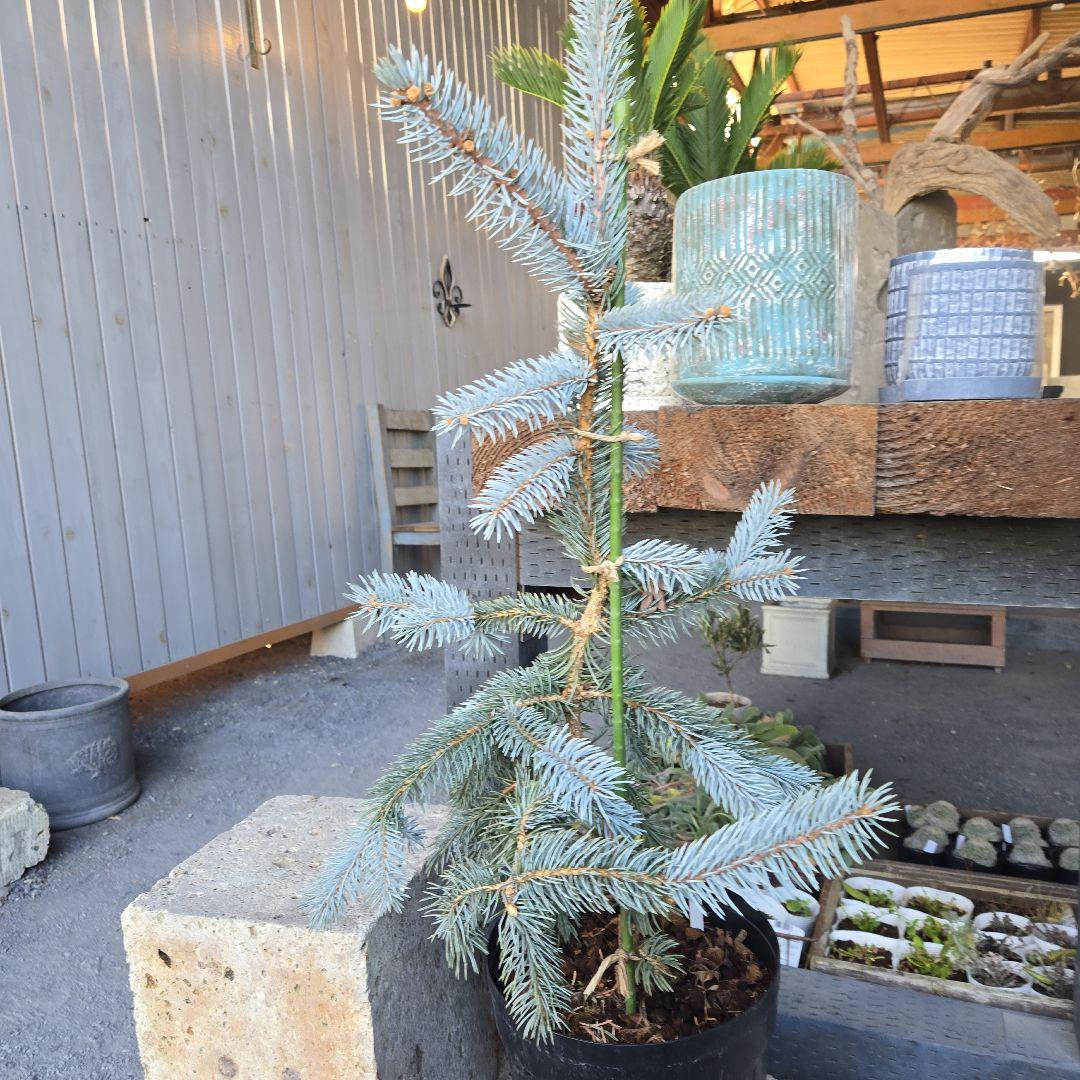 ④　プンゲンストウヒ　ホプシー　8号　最高等級極上品‼️