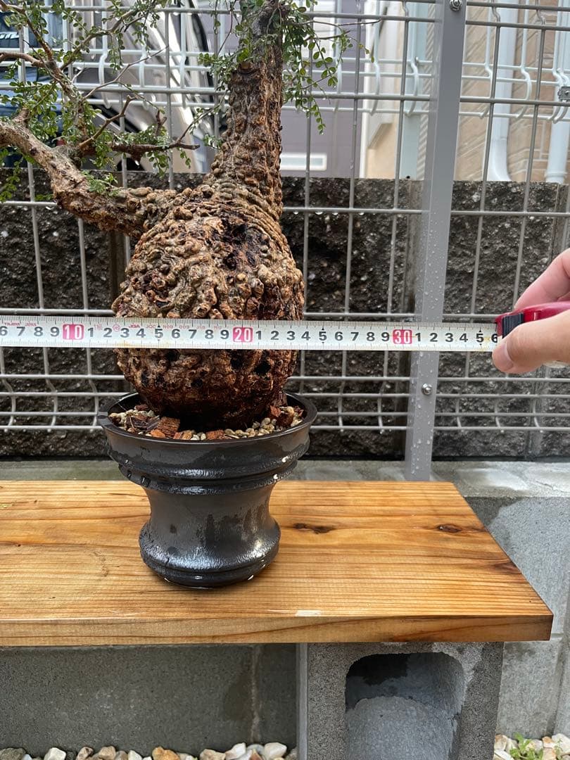 値下げ中❗️オペルクリカリアパキプス　発根済み　コレクション株