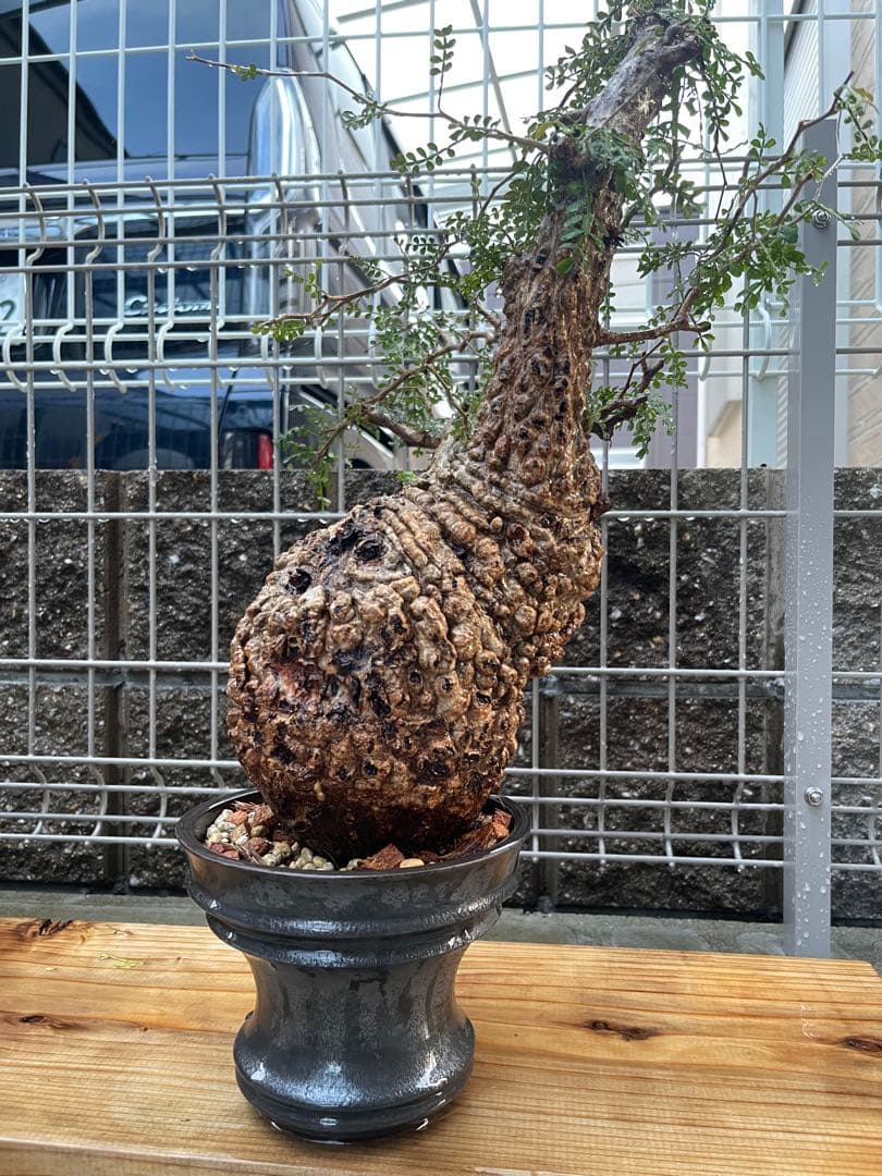 値下げ中❗️オペルクリカリアパキプス　発根済み　コレクション株