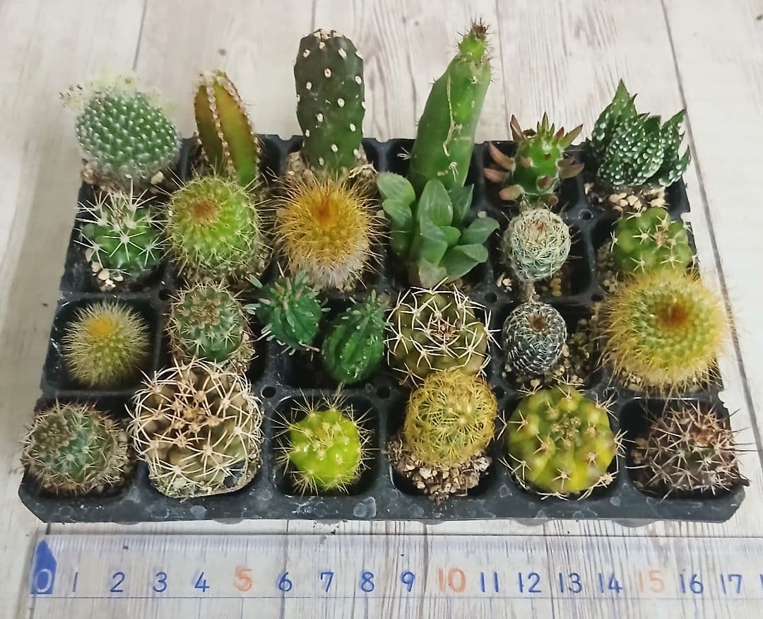 ②】多肉植物 ミニサボテン 抜き苗 24個【ネコポス発送】 - メルカリ