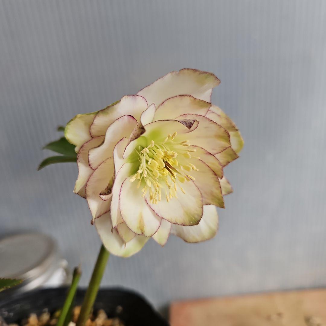 ㉖-389クリスマスローズ