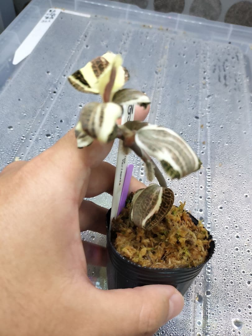 Anoectochilus sp. 斑入りジュエルオーキッド 宝石蘭