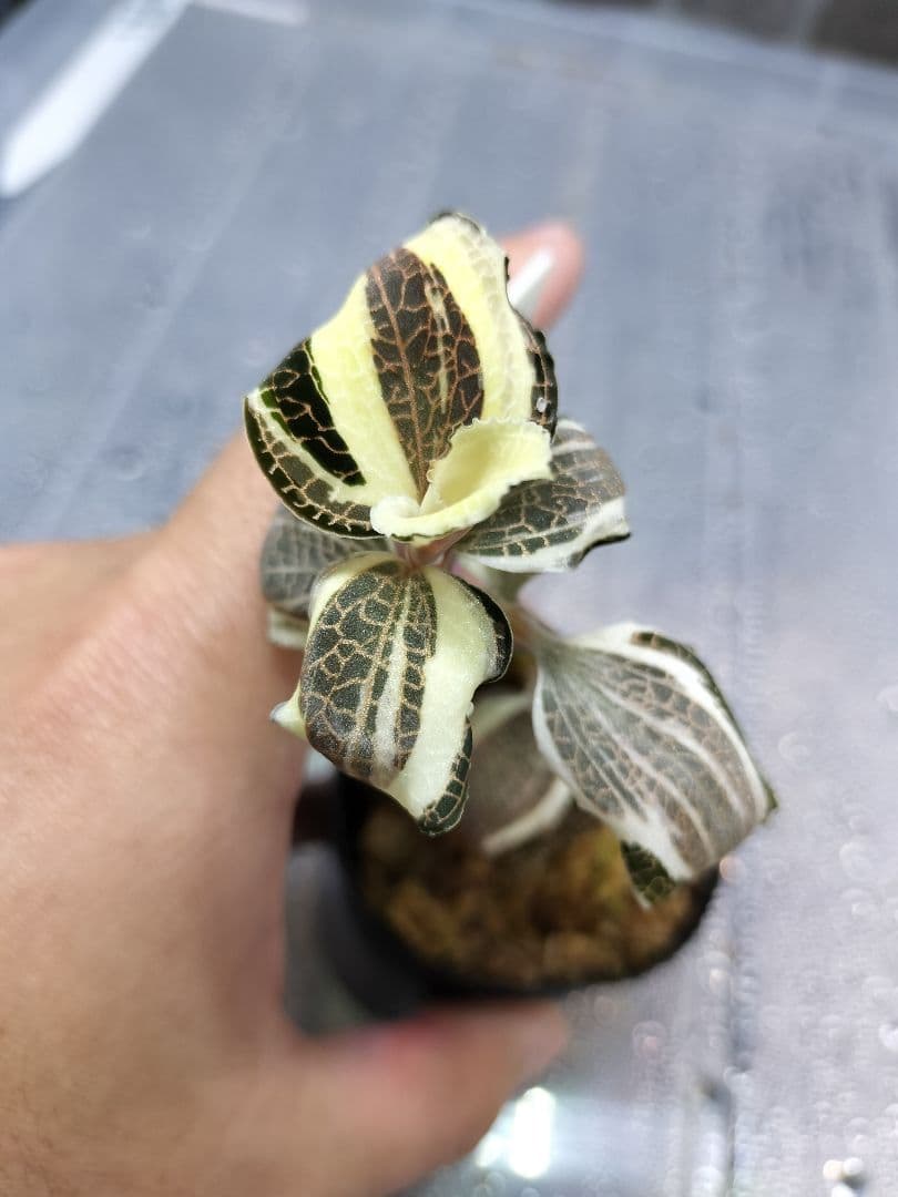 Anoectochilus sp. 斑入りジュエルオーキッド 宝石蘭