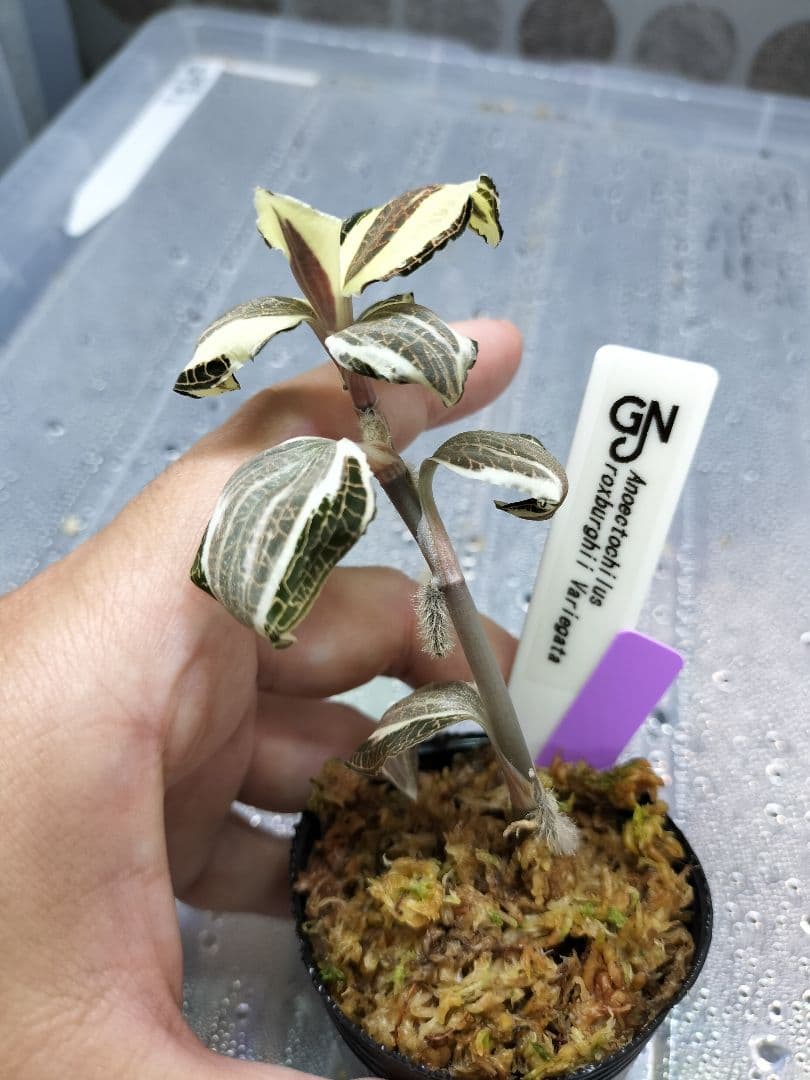 Anoectochilus sp. 斑入りジュエルオーキッド 宝石蘭