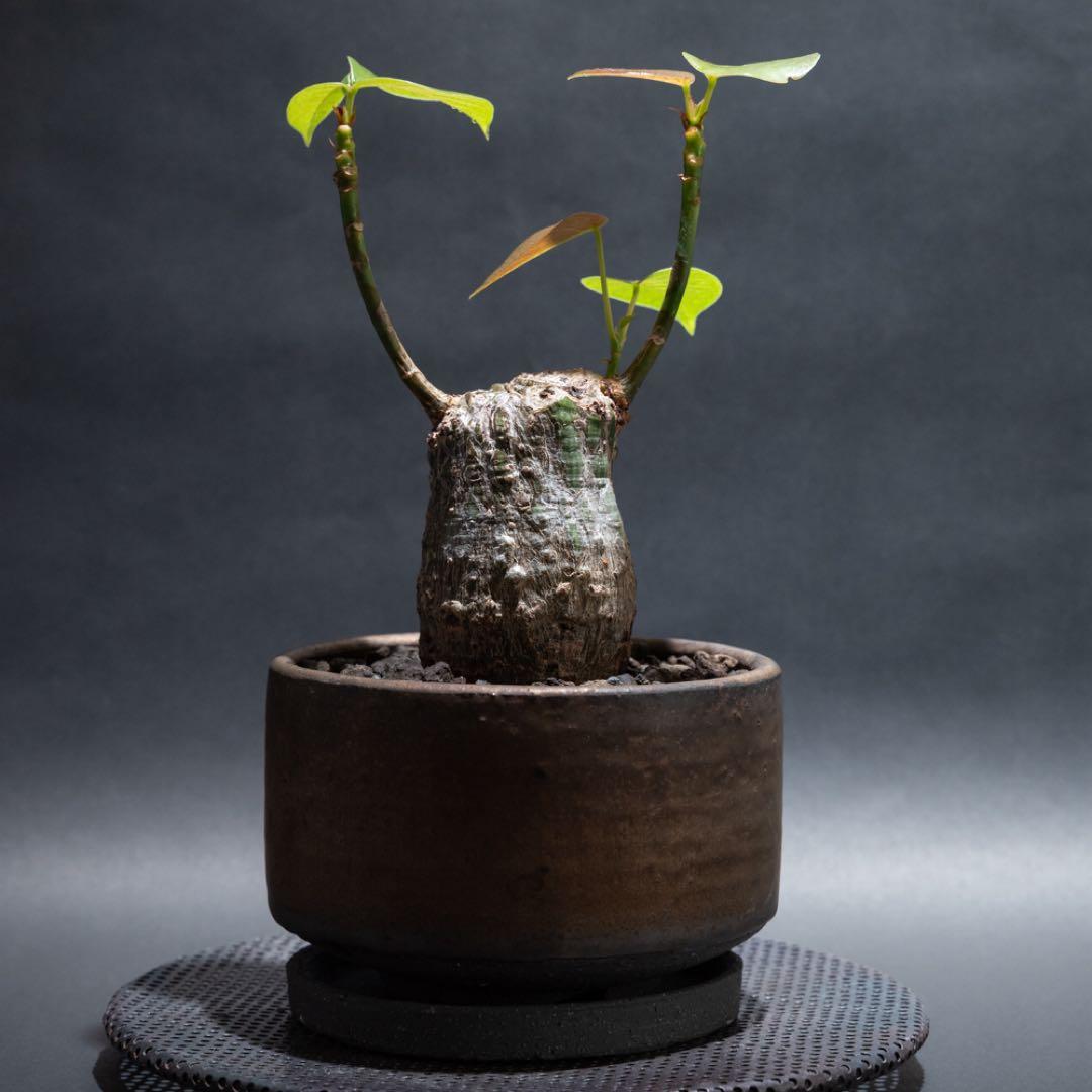 プセウドボンバックスエリプティクム