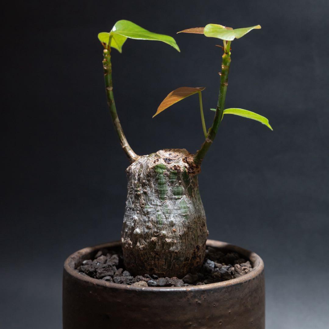 プセウドボンバックスエリプティクム