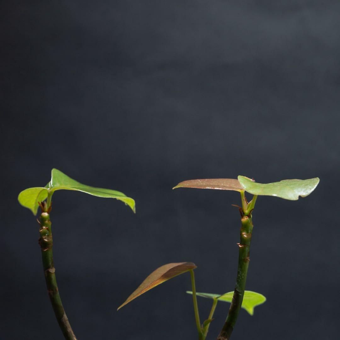 プセウドボンバックスエリプティクム