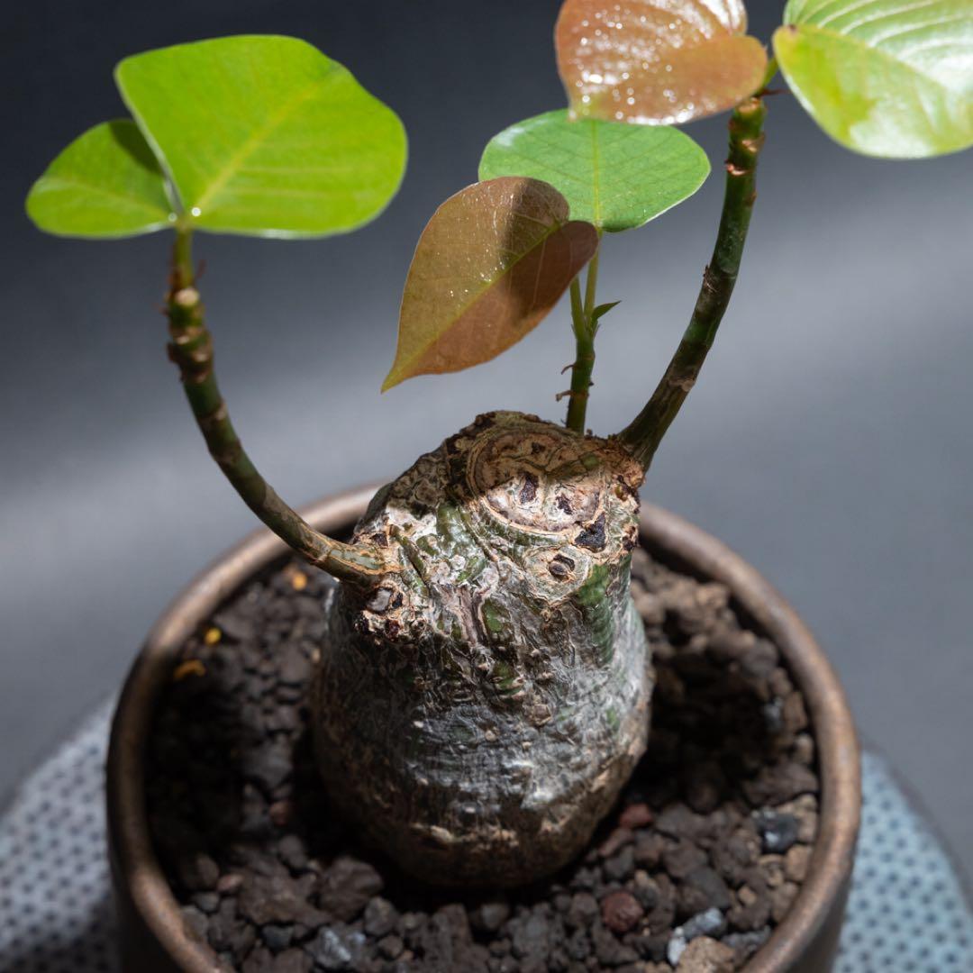 プセウドボンバックスエリプティクム