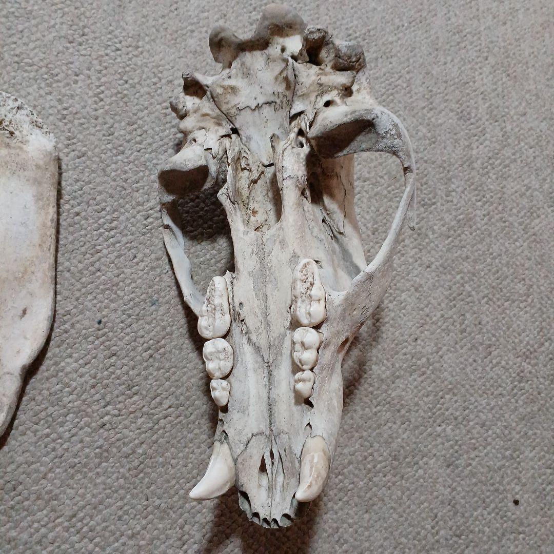 ヒグマ　羆　頭骨　北海道産