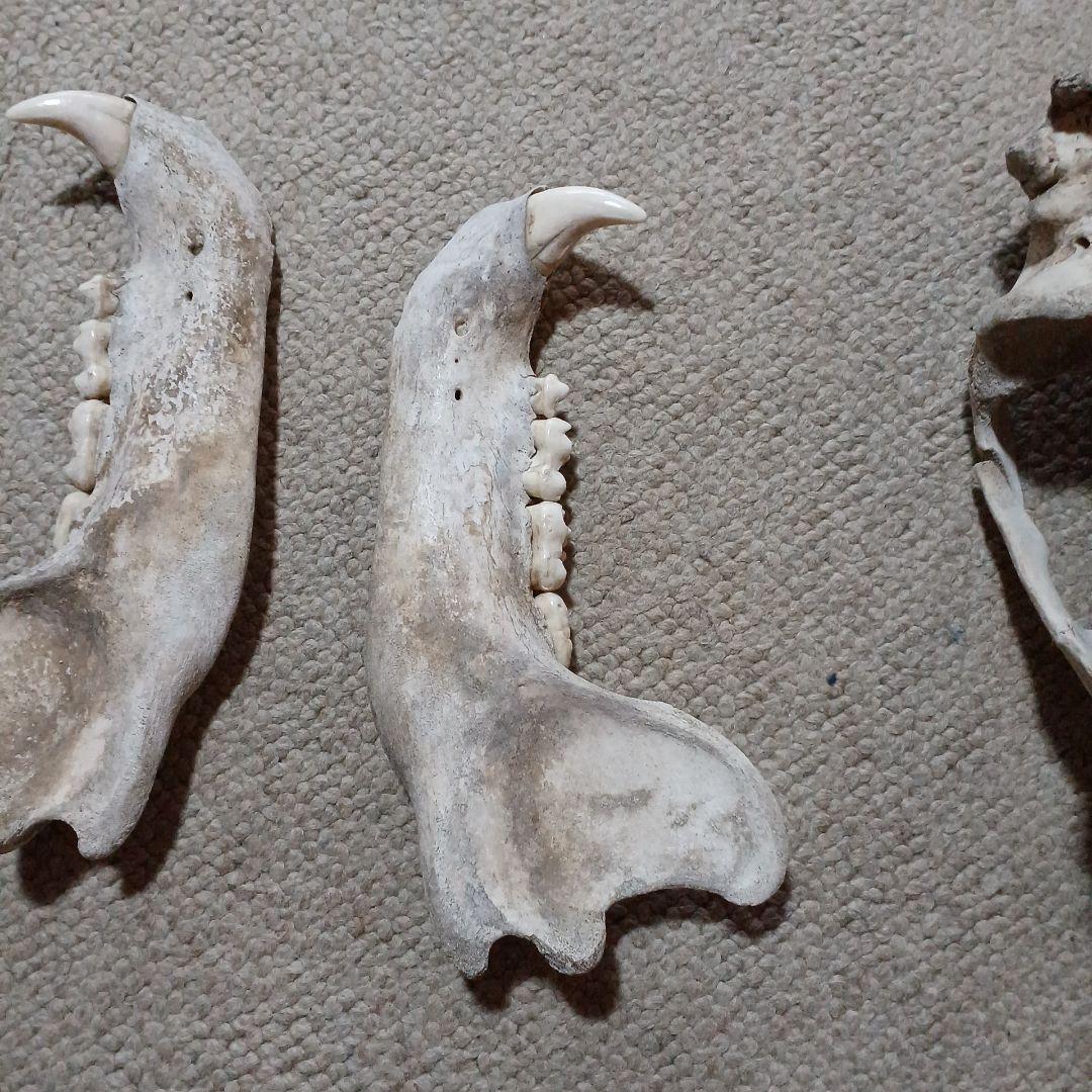 ヒグマ　羆　頭骨　北海道産