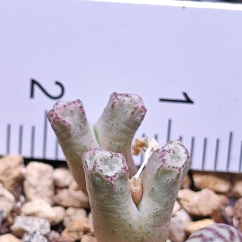 コノフィツム reconditum×turrigerum - メルカリ