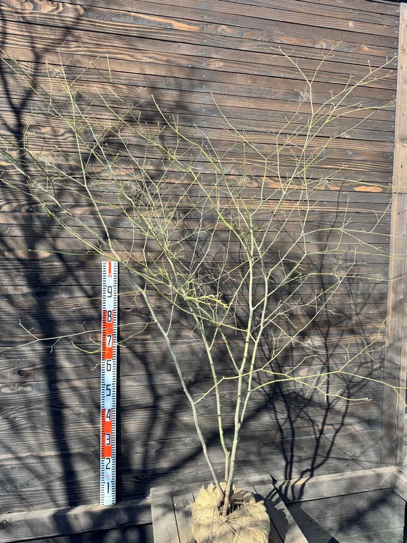 ヤマモミジ/山採り天然木/自然樹形/株立ち【現品発送】管理80029