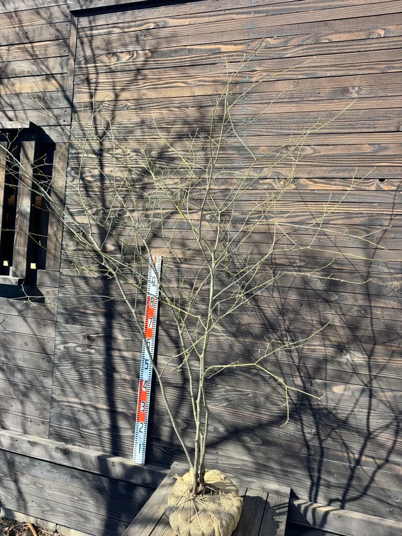 ヤマモミジ/山採り天然木/自然樹形/株立ち【現品発送】管理80029