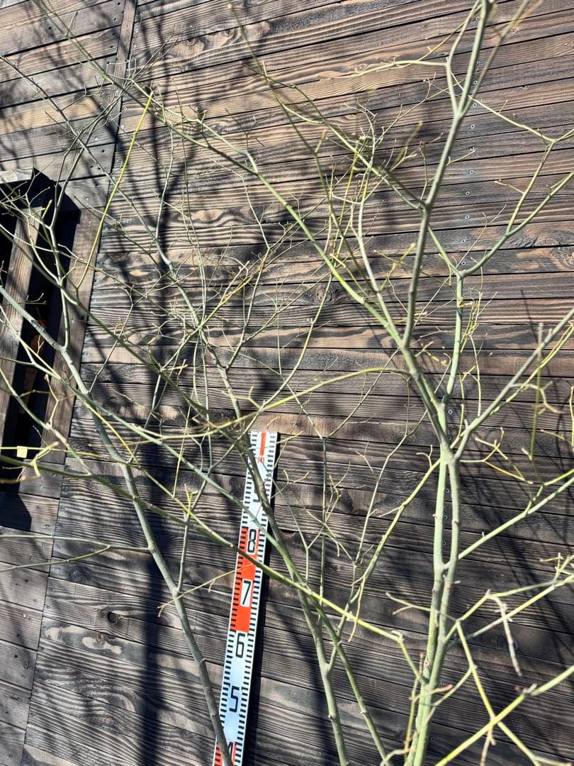 ヤマモミジ/山採り天然木/自然樹形/株立ち【現品発送】管理80029