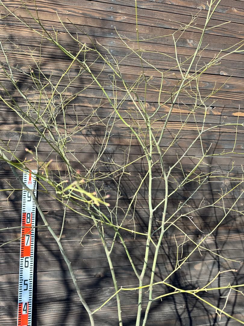 ヤマモミジ/山採り天然木/自然樹形/株立ち【現品発送】管理80029